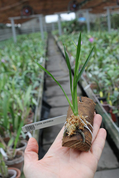 Cymbidiella pardalina.jpg