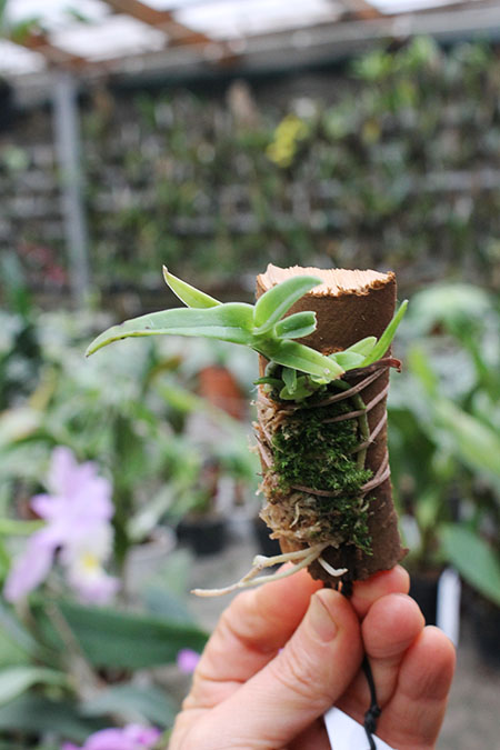 Epidendrum medusae.jpg