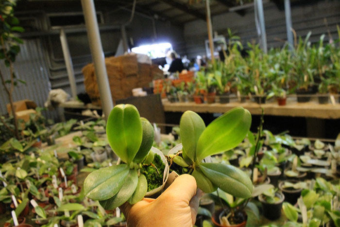 Phalaenopsis Yungho Gelblitz x violacea indigo.jpg