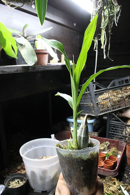 Catasetum tigrinum.jpg