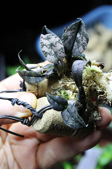 Oeceoclades roseovariegata.jpg