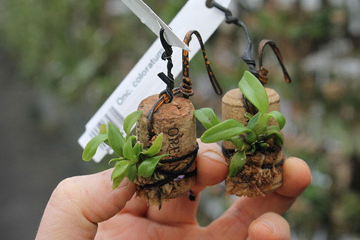 Oncidium coloratum.jpg