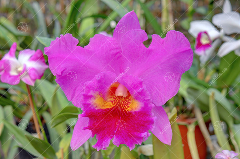 Brassolaeliocattleya Lucky Strike 'Mangkorn'.jpg