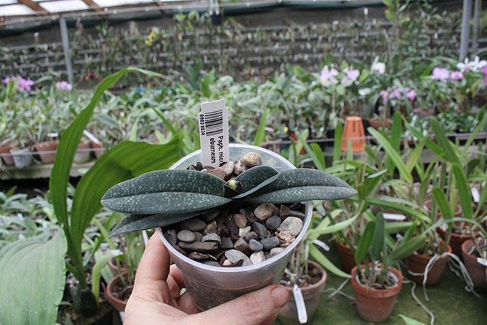 Paphiopedilum micranthum var eburneum.jpg