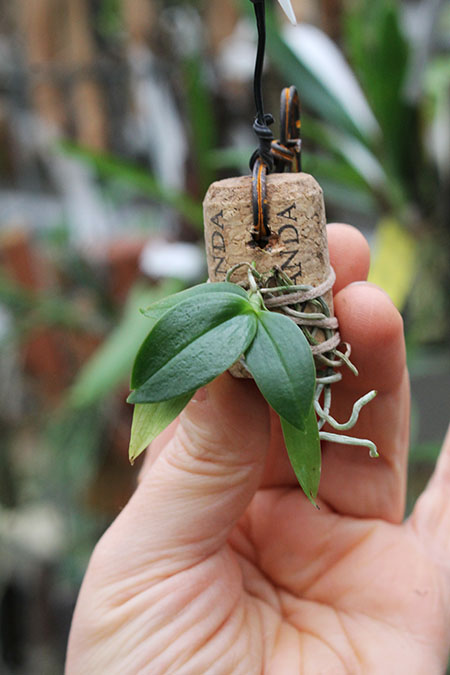 Aerangis citrata.jpg