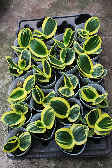 Phalaenopsis amabilis variegated.jpg