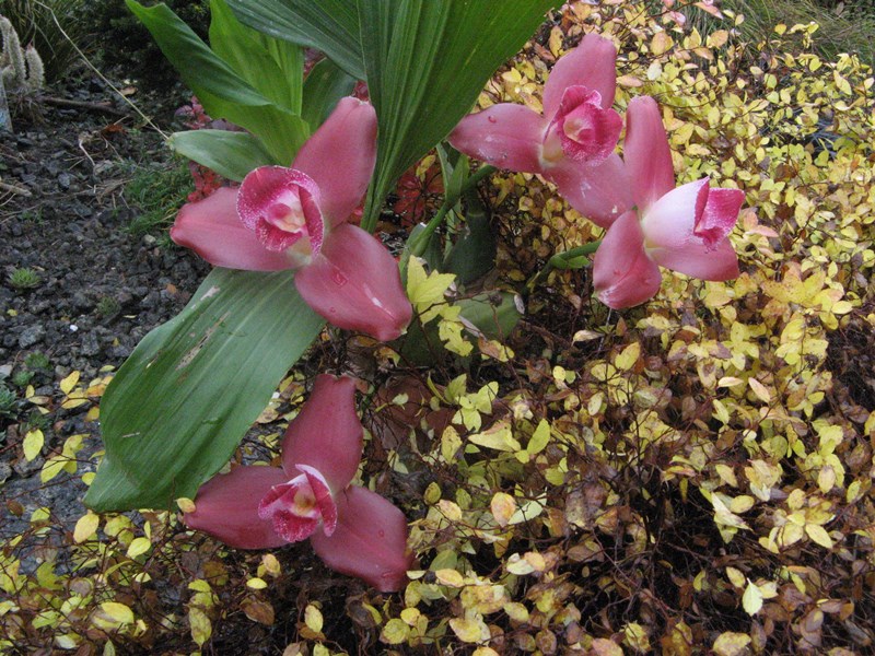 Lycaste Gladys Eljuri