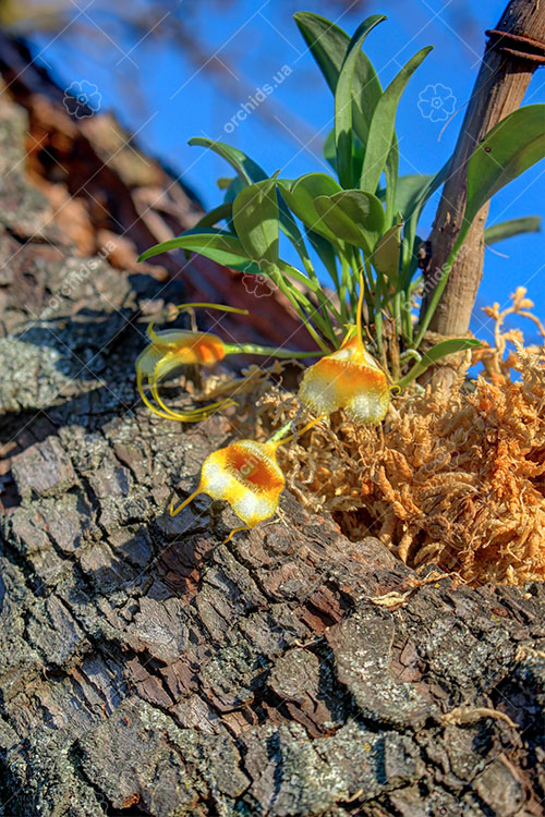 Masdevallia strobelii.jpg