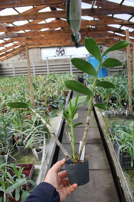 Dendrobium amethystoglossum.jpg