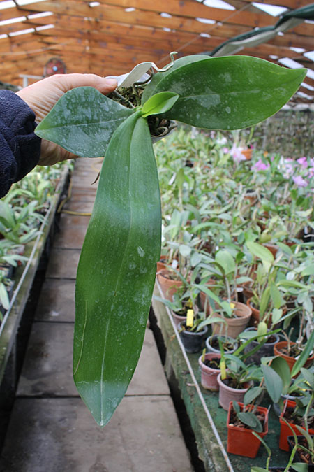 Phalaenopsis Zheng Min Anaconda x gigantea.jpg