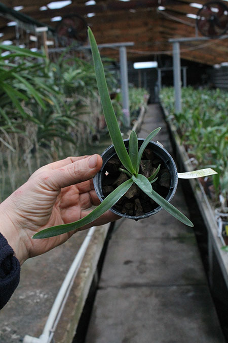 Vanda foetida.jpg