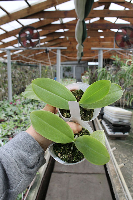 Phalaenopsis lueddemanniana.jpg