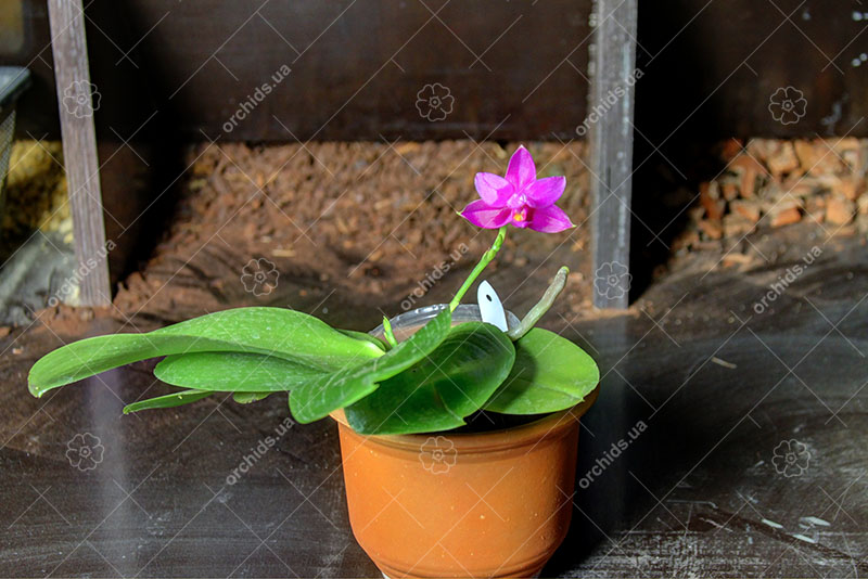 Phalaenopsis Sogo Ember x violacea indigo.jpg