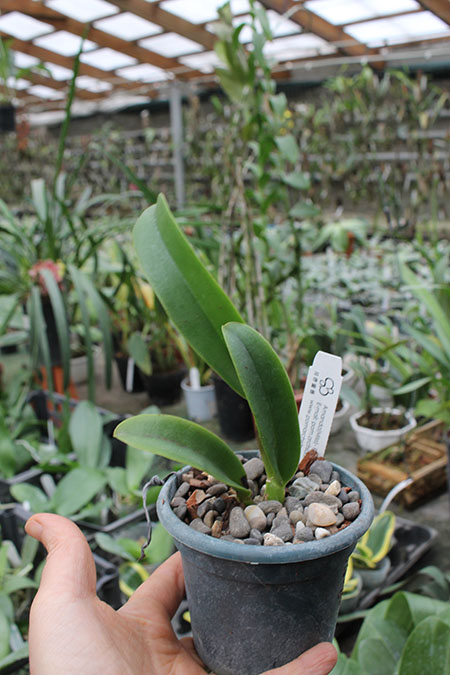 Rhyncholaeliocattleya Chunfong Apple 'Chief Jade'.jpg
