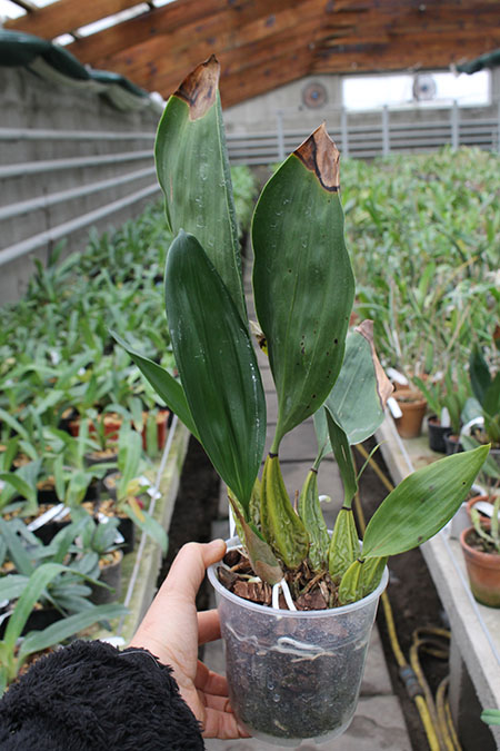 Bifrenaria harrisoniae.jpg