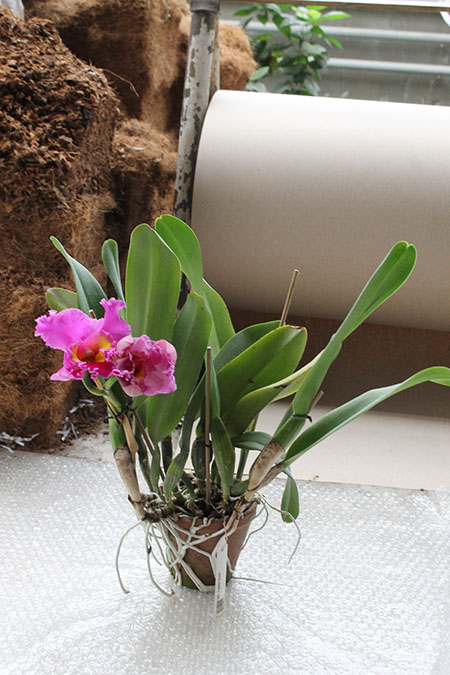 Brassolaeliocattleya Tubtim Siam.jpg
