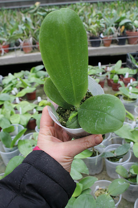 Phalaenopsis KS Super Zebra 'Yuan Shen'.jpg