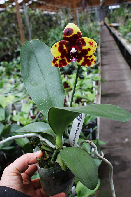 Phalaenopsis Mituo Diamond 'B-2'.jpg