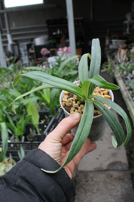 Phragmipedium kovachii.jpg