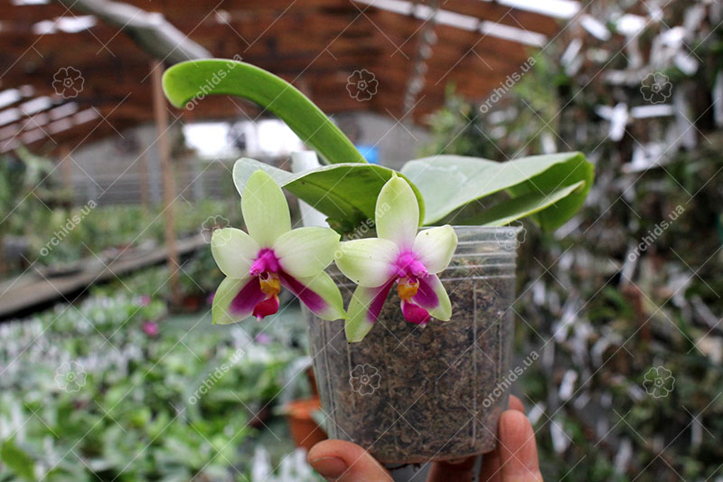 Phalaenopsis bellina 'LD' x bellina 'Lee'.jpg