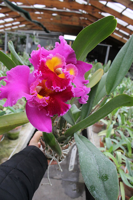 Brassolaeliocattleya Tubtim Siam.jpg