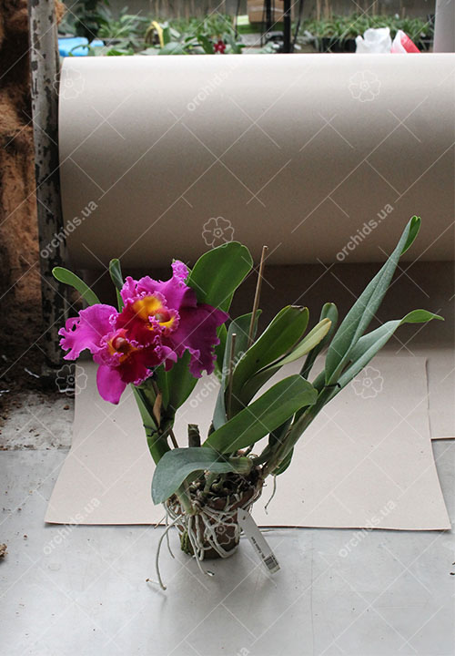 Brassolaeliocattleya Tubtim Siam.jpg