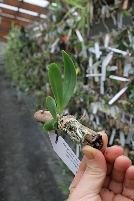 Cattleya x Hardyana.jpg