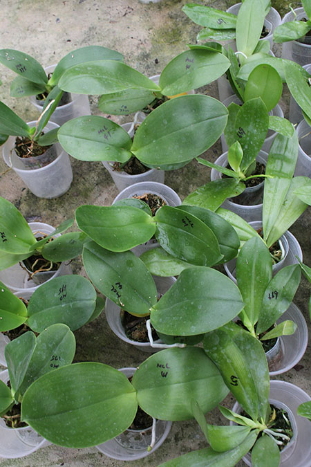 Phalaenopsis Mituo Sun Queen 'Lotus'.jpg