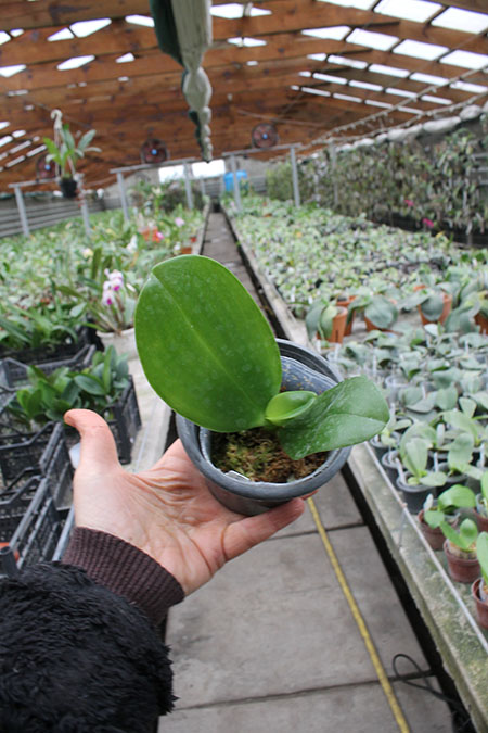 Phalaenopsis AL Redsun Queen 'Carribean Sunset' (clone).jpg