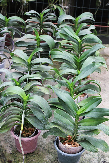 Phalaenopsis equestris x Renanthera matutina.jpg