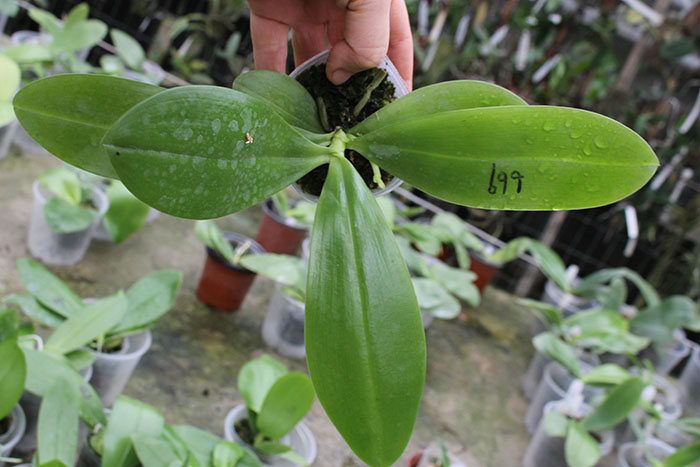 Phalaenopsis speciosa x Mituo Prince 'Bb'.jpg