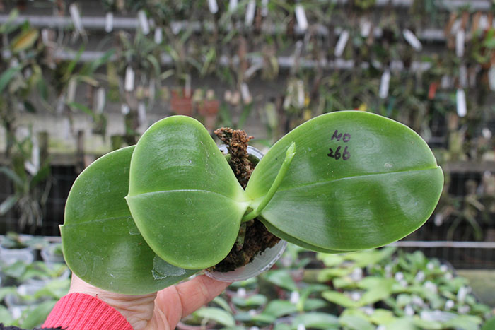 Phalaenipsis Mituo King Bellina 'Big R1'.jpg