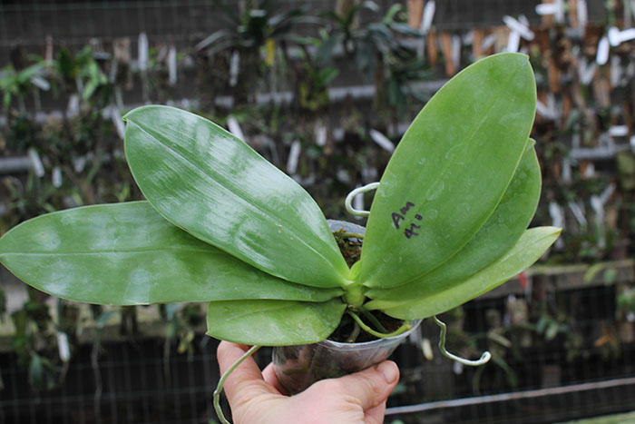 Phalaenopsis javanica x Ld's Bear Queen.jpg