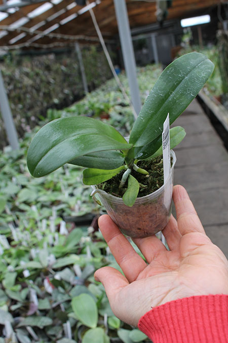 Renanthopsis Chienlung Little Cricket.jpg