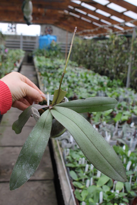 Phalaenopsis Silbergrube 'Chienlung'.jpg