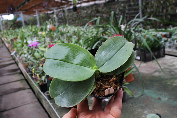 Phalaenopsis bellina 'Red Apple' x bellina.jpg