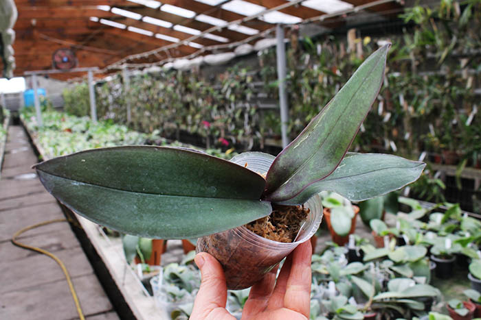 Phalaenopsis stuartiana var nobilis.jpg