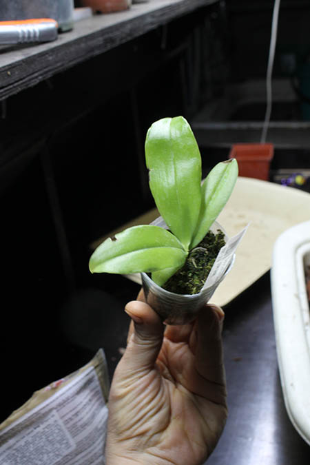 Phalaenopsis Jennifer Palermo.jpg