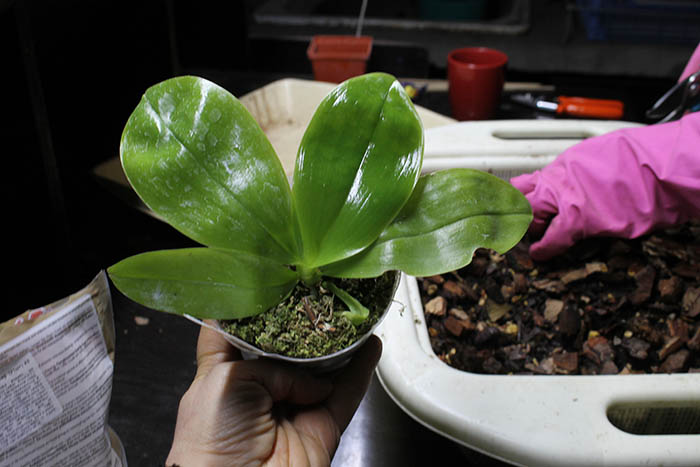 Phalaenopsis Eddy Phantom.jpg