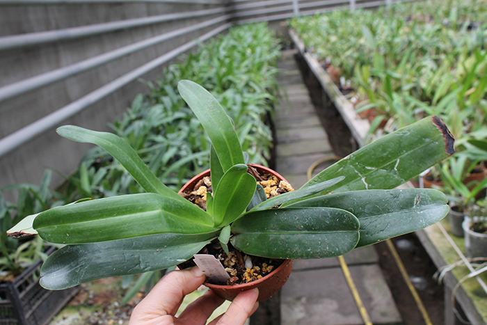 Paphiopedilum philippinense var roebelenii.JPG