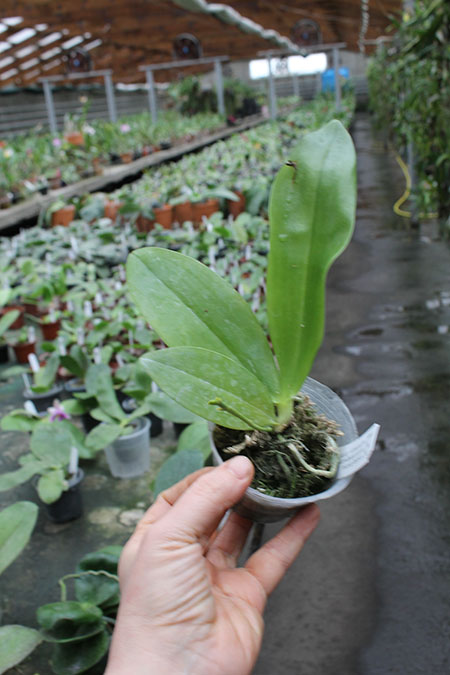 Phalaenopsis tetraspis ‘C#1’ x maculata flava.jpg