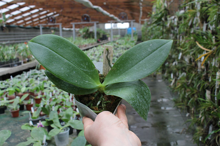 Phalaenopsis Zheng Min Fregata (Natasha 'Joy #3' x Zheng Min Brontosaurus 'Peter').jpg