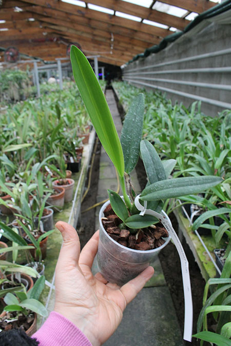 Cattleya mossiae caerulea 'Pedra Azul' x mossiae caerulea 'BH-134'.jpg