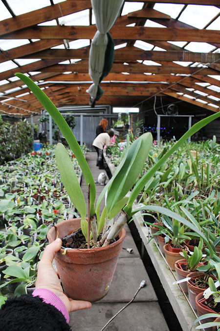 Cattleya labiata alba 'Otima' XXX x Cattleya labiata roxo bispo 'Urbano'.jpg