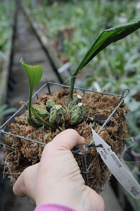 Stanhopea nigroviolacea.jpg