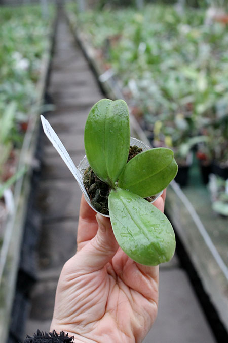 Phalaenopsis Ld's Bear King 'YK10' x Ld's Bear King 'RK3'.jpg