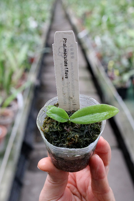 Phalaenopsis maculata flava.jpg