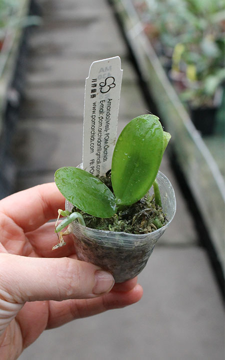 Phalaenopsis Mituo King 'RK1' (Mituo Sun x LD's Bear King 'RK-1').jpg