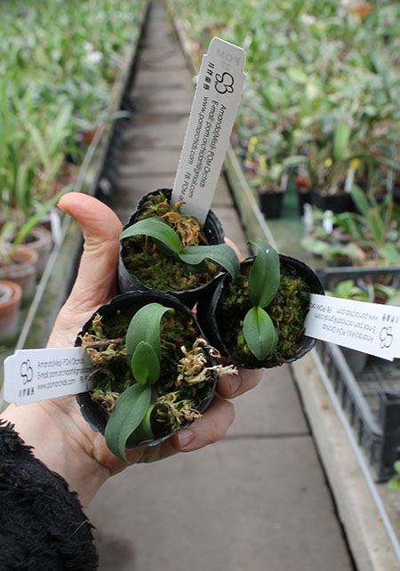 Renanthera citrina x Phalaenopsis stuartiana.jpg