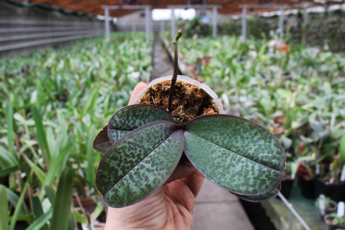 Phalaenopsis stuartiana 'Sogo'.jpg